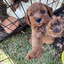 Cockapoo Puppies from Chesapeake Cockapoos