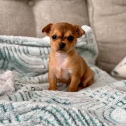 Belle - Blue fawn female Chihuahua puppy in High Point, North Carolina from Treasured Chihuahuas