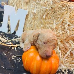 Boy 2 - Red  male Poodle puppy in Sandy Springs, Georgia from Amore’ Poodle Co.
