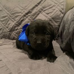 Dilute Retriever and Labrador Retriever Puppies from Royalty Retrievers