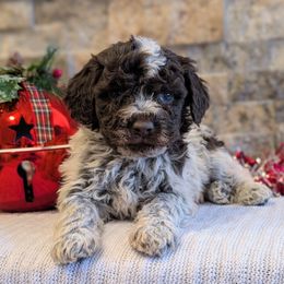 Jasper - Brown roan male Lagotto Romagnolo puppy in West Jordan, Utah from Salt Lake Lagotto