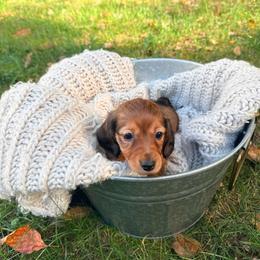 Girl 2 - Red female Dachshund puppy in Crossville, Tennessee from Golden Mini Farm