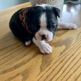 Boston Terrier Puppies from BT Woof Pack