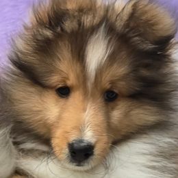 Dustin - Sable and white male Shetland Sheepdog puppy in Elizabeth, Colorado from Trio Shelties