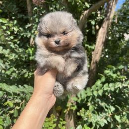 Bulldog and Pomeranian Puppies from English Rose Bulldogz & Poms