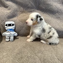 Blue - Blue merle male Australian Shepherd puppy in Gill, Colorado from Westwood Australian Shepherds