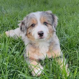 Benny - male Australian Mountain Doodle puppy in Cortez, Colorado from Sassy Pants Pups