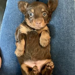 Belgian Malinois, Dachshund, and Dutch Shepherd Puppies from Paws Laws k9