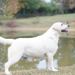 Rhema - Labrador Retriever