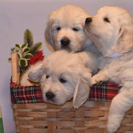 Golden Retriever Puppies from Montrose Goldens