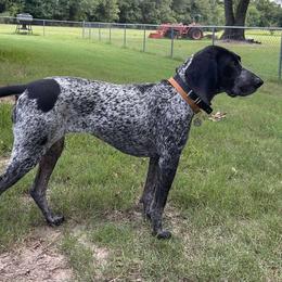 Bluetick Coonhound All Grown Up from RE Hounds