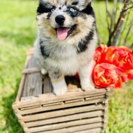 Pomeranian and Pomsky Puppies from Stacey Venable