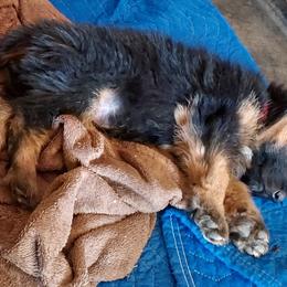 German Shepherd Puppies from Minerd Ranch