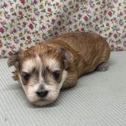 Girl 1 - Gold female Morkie puppy in Monticello, Iowa from Ashley’s Puppies