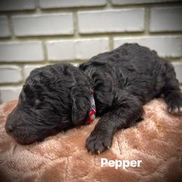 Pepper - Black female Poodle puppy in Athens, Georgia from Alexander’s Standard Poodles