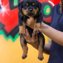 Rottweiler Puppies from Vonbart Rottweilers
