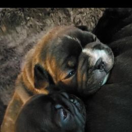 French Bulldog Puppies from Ariel's French Bulldogs