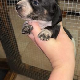 Snoopy - Black and cream male Dachshund puppy in Goldthwaite, Texas from Mini Mama Dachshunds