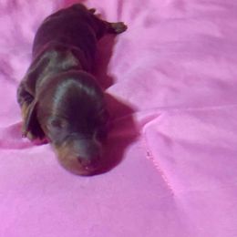 Lona - Brindle Dachshund puppy in Florida from Lazy Acres Farm