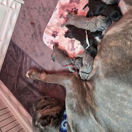 Green Collar: Male - Gray brindle male Cane Corso puppy in St. Cloud, Florida from Magical Creature Cane Corso