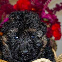 Blue collar - Black and red male German Shepherd puppy in Howell, Michigan from Sheyenne’s Shepherds