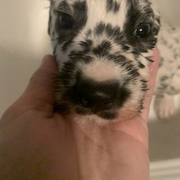 Dalmatian Puppies from Clarks 101 Dalmatians