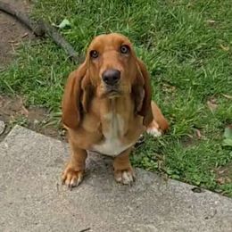 Penny - Basset Hound
