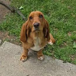 Penny - Basset Hound