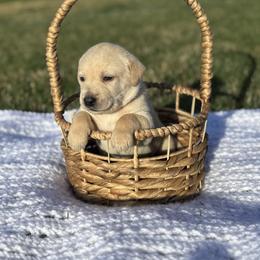 Coton de Tulear Puppies from Flourishing Family Farms