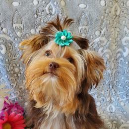 Piper - Yorkshire Terrier