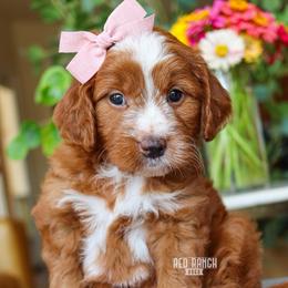 Glory - Red  female Goldendoodle puppy in Salado, Texas from Red Ranch Dogs