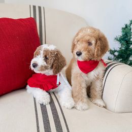 Drummer boy - Red  male Goldendoodle puppy in Hopkins County, Texas from Boutique Doodles