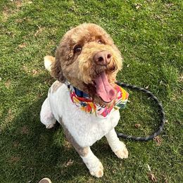 Poodle puppies from Family Raised Doodles