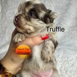 Chihuahua Puppies from Sunset Eves Chihuahuas