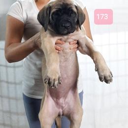 AKC PUP 173 - Fawn female Mastiff puppy in Ava, Missouri from Ozark Mountain Mastiffs