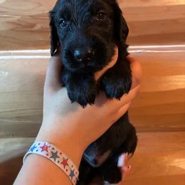 Kennedy - Black male Flat-Coated Retriever puppy in Park Rapids, Minnesota from Catori