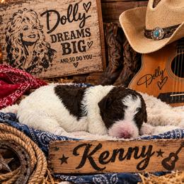 Kenny - Brown and white male Aussiedoodle puppy in Lavonia, Georgia from H & A Kennels