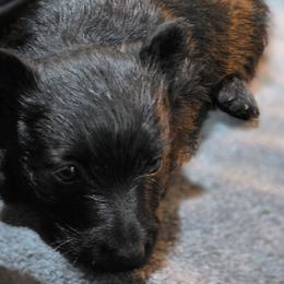 Girl 2 - Black female Scottish Terrier puppy in Seymour, Missouri from Fairview's Precious Pups