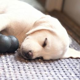 Girl 2 - Yellow Labrador Retriever puppy in Hutto, Texas from Texas Bluebonnet Labs