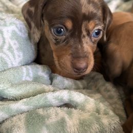 Dachshund Puppies from Rosey dachshund