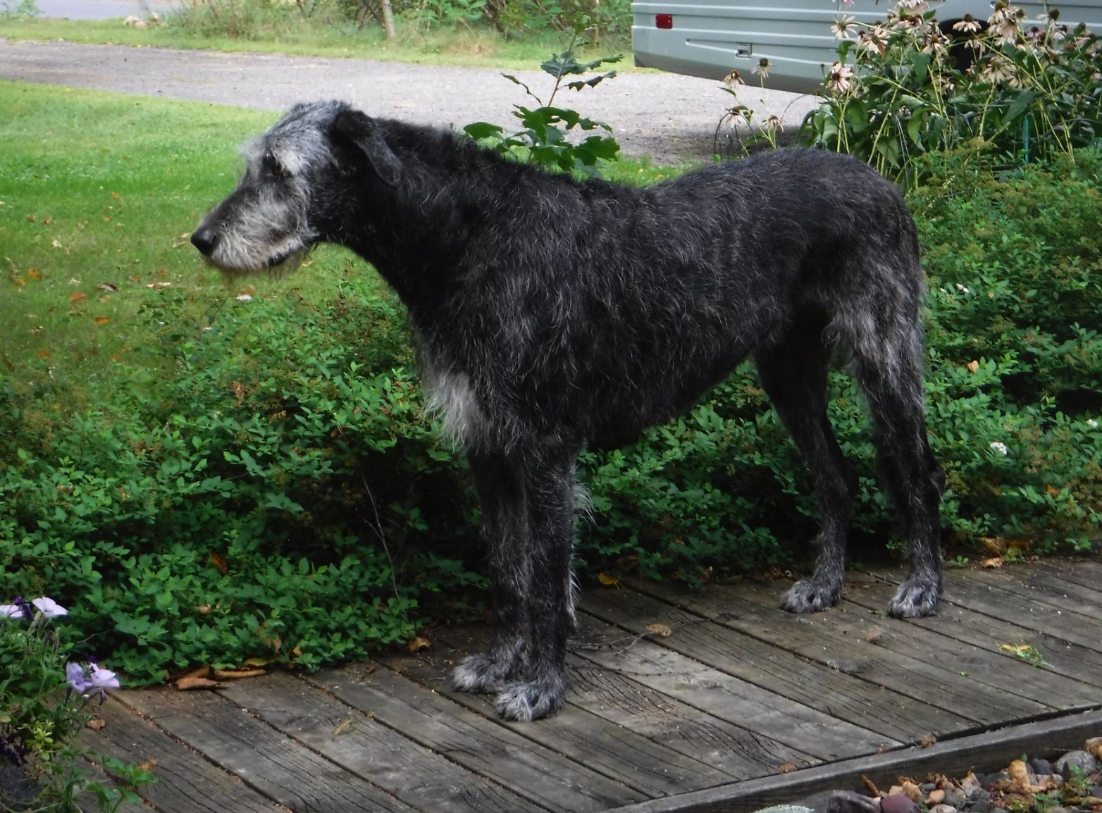 Brimstone store irish wolfhounds