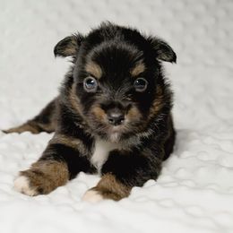 Hermione - Black tri female Miniature American Shepherd puppy in Sanger, California from Flying M Cactus Ranch Buddies