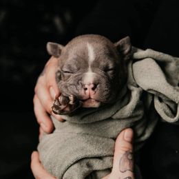 American Bully and Boston Terrier Puppies from Greenberg's Boston Terriers & Bullies of Metro Detroit