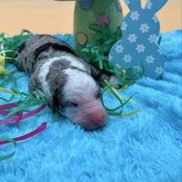 Doug - Blue merle male Sheepadoodle puppy in Willacoochee, Georgia from Kitandkboodle's Doodles