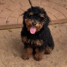 Chip - Phantom male Poodle puppy in Houston, Texas from Texas Toy Poodles