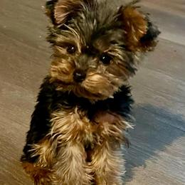 (Abby) click on pic for price - Chocolate, tan and white female Yorkshire Terrier puppy in Kingston, Oklahoma from Lake Life
