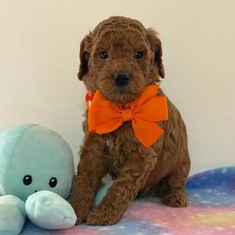 Orange collar boy - Red  male Goldendoodle puppy in Pawtucket, Rhode Island from Ds_minidoodles