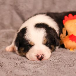 Border Collie Puppies from Wandering Meadows Farm