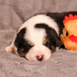 Border Collie Puppies from Wandering Meadows Farm