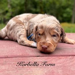 Nacho - Red merle male Aussiedoodle puppy in Mulino, Oregon from Korbella Farm